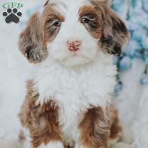 Izzy, Bernedoodle Puppy